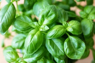 Growing Herbs In Your Garden: Tips And Popular Varieties
