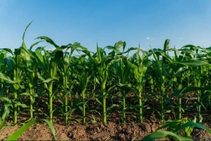 Cultivating Corn: Varieties And Growing Tips For Your Garden