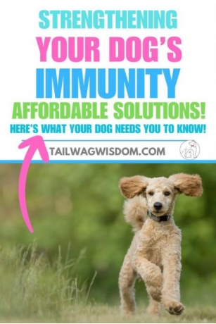 15 Ways To Improve Your Dog’s Immunity