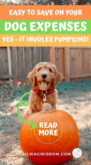 Great Pumpkin Savings! Pumpkin Can Cut Dog Costs!