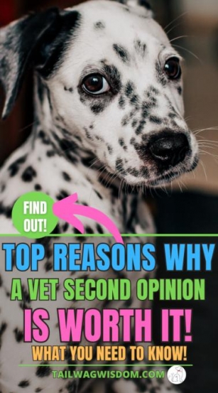 A Vet Second Opinion Benefits For Your Dog And Wallet