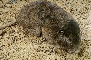 Villager Documents Pocket Gopher Attack On Executive Golf Course