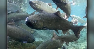 California Delta Salmon, Habitat Restoration Projects Getting Millions In State Grant Funding