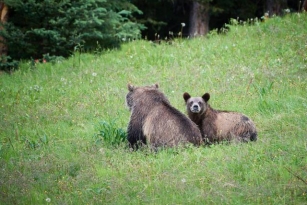 Tips For Safe And Thrilling Bear Viewing In Lake Louise