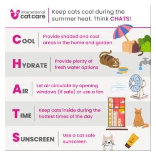 Tips For Keeping Cats Safe In Unpredictable Weather: Heatwaves, Floods,and Winter