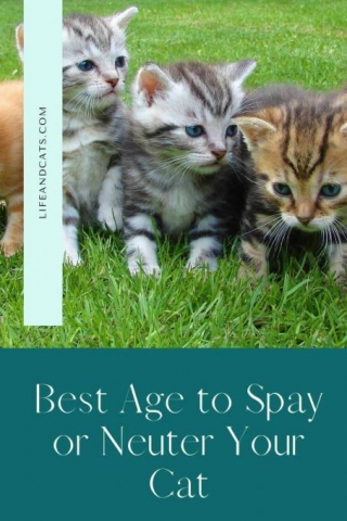 What Age Is Best? The Case For Early Spay And Neuter