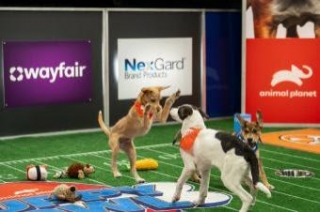 9 Tail-Wagging Reasons You Can't Miss The Puppy Bowl