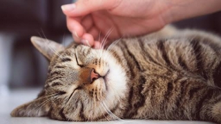 Why Does My Cat Drool When I Pet Him? An Expert Explains