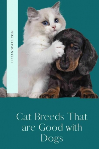 Cat Breeds Good With Dogs