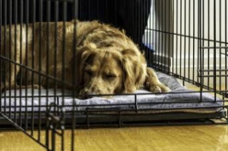5 Hassle-Free Steps To Crate Train An Older Dog