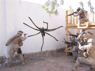 Iraq's Spiders - A Part Of The Culture