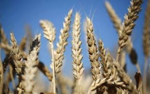 Russia donates 10 tones fertilizer as part of Russia's 25,000 metric tons wheat donation.