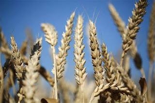Russia Donates 10 Tones Fertilizer As Part Of Russia's 25,000 Metric Tons Wheat Donation.