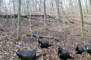 Turkey Hunting For Beginners: Tips For A Successful First Hunt
