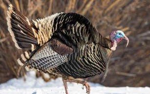 Merriam Wild Turkey: Understanding the Unique Subspecies