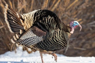 Merriam Wild Turkey: Understanding The Unique Subspecies