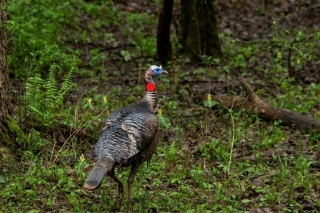 Where To Shoot A Turkey: Essential Tips For Hunters