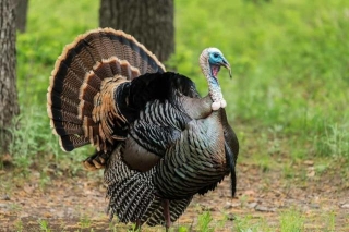 Rio Grande Wild Turkey: Comprehensive Guide