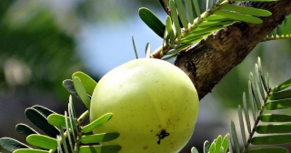 Unlocking The Power Of Amla: 7 Compelling Benefits Of Eating One Amla Daily