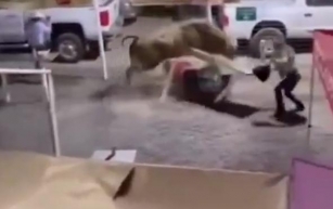 Wild Bull Rampage at Oregon Rodeo Leaves Four Injured