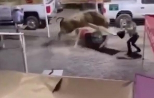 Wild Bull Rampage At Oregon Rodeo Leaves Four Injured