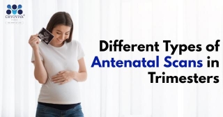 Different Types Of Antenatal Scans In Trimesters