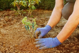 How To Plant A Tree - The Right Way