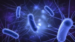 UK E. Coli Outbreak: 113 Affected, Linked To Widely Distributed Food Item