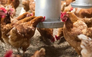 Avian Influenza Detected at Sydney Egg Farm