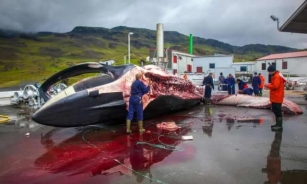 Iceland Grants License For Fin Whale Hunting