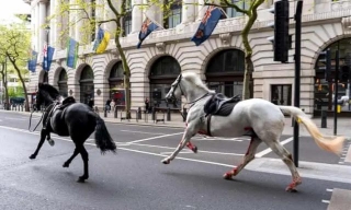 Police And Military Respond To Incident Involving Injured Horse In Central London