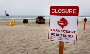 Multiple Shark Attacks Injure Swimmers At Florida Beaches