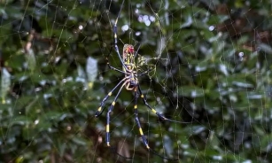 Giant Joro Spiders Set To Invade US East Coast: No Cause For Alarm