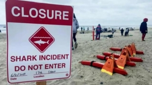 Swimmer Injured In Del Mar Shark Attack Prompts Beach Closure