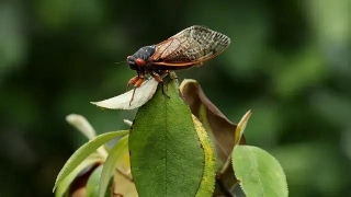 Simultaneous Emergence Of Periodical Cicadas Disrupts Ecosystems