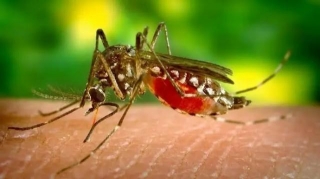 Climate Crisis Fuels Spread Of Mosquito-Borne Diseases, Warn Experts
