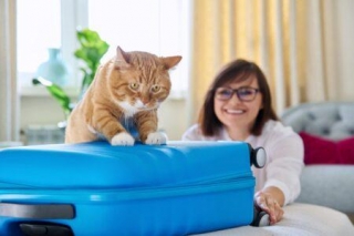 The Ultimate Guide To Pet Travel: Tips And Tricks From Pet Pros Services
