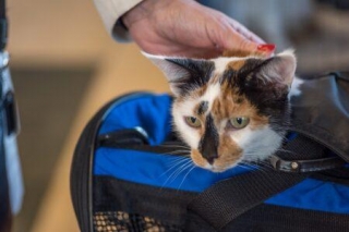 Jet-Setting With Fido: What To Expect For Air Travel With Pets