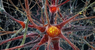 Web Of Neurodegeneration: Understanding The Complex Factors Behind Neuronal Death