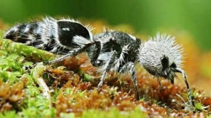 Cet Insecte Envahit Nos Jardins Et Il Est Très Dangereux Pour Les Animaux