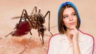 L’astuce La Plus Efficace Pour éliminer Les Moustiques Sans Insecticides Dangereux