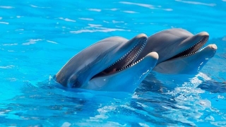 Proof Ship Noise Affects Dolphins Found By Israeli Scientists For The First Time