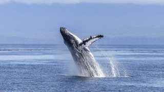 Can We Actually Speak With Humpback Whales?