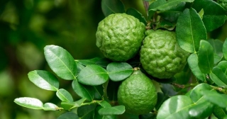 Unlocking Citrus Bergamot's Remarkable Health Benefits With Be So Well