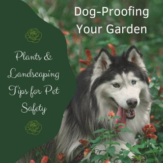 Dog-Proofing Your Garden: Plants And Landscaping Tips For Pet Safety