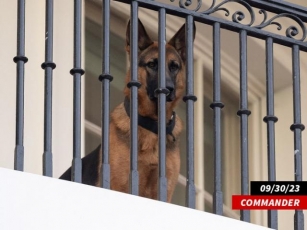 President Biden Present For Multiple Dog Bites On Secret Service Agents