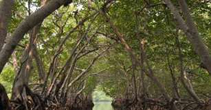 Mangrove Forests In India
