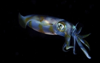 Squids, Aquatic Animal