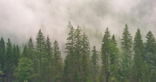 Indian Temperate Coniferous Forests