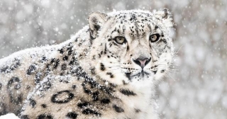 Snow Leopard, Indian Animal